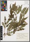 Foto von Salix triandra L.